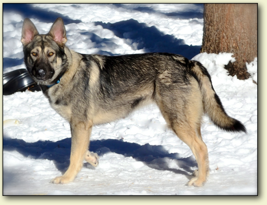 Our American Alsatians